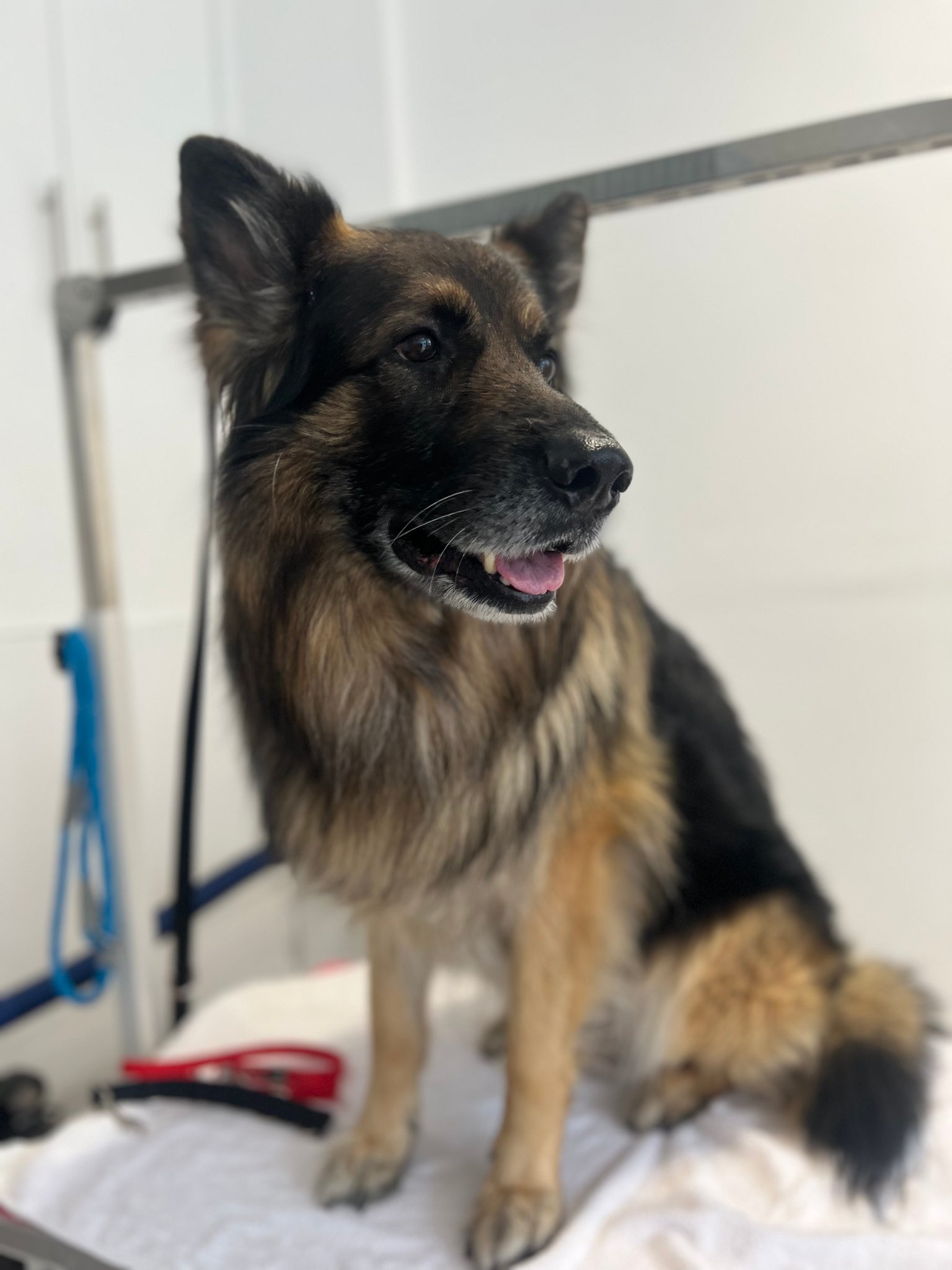 German Shepherd on the grooming table at Guardian Angell