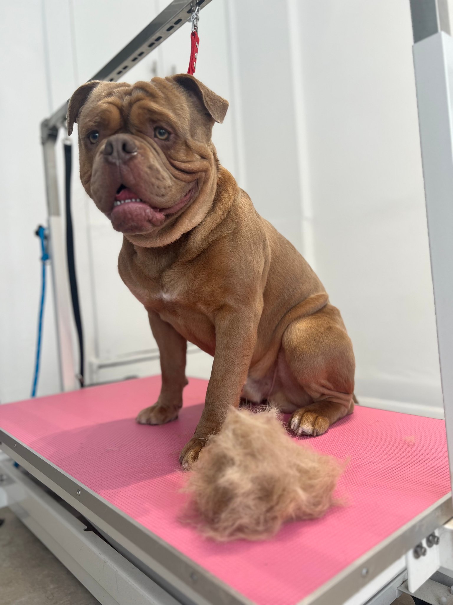 Bulldog on the grooming table at Guardian Angell